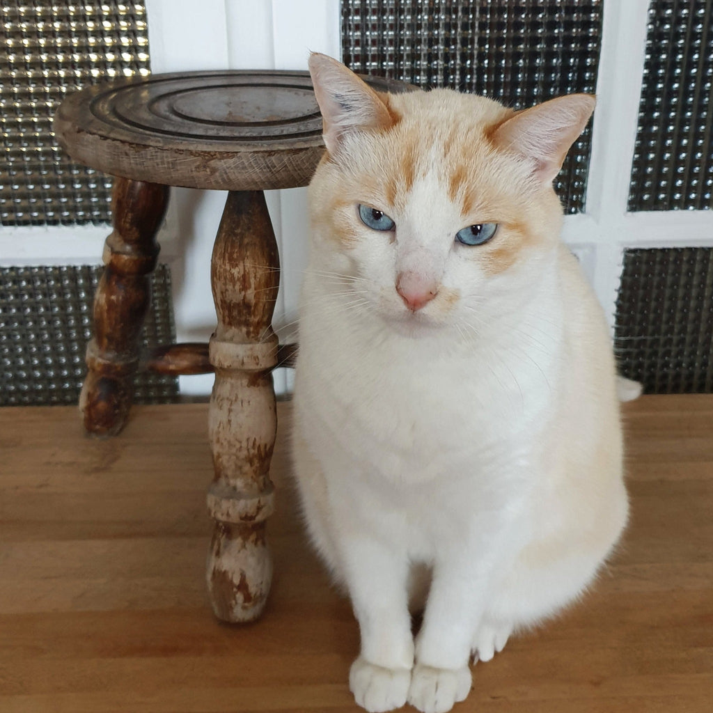 Tabouret bas tripode en bois - Hello Broc