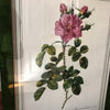 Impression tirée d'une lithographie de Redouté Rosa Bifora Variegata par Hello Broc brocante en ligne