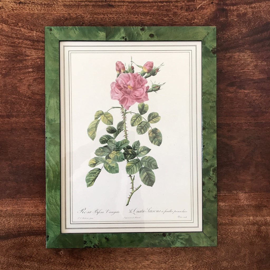 Impression tirée d'une lithographie de Redouté Rosa Bifora Variegata par Hello Broc brocante en ligne